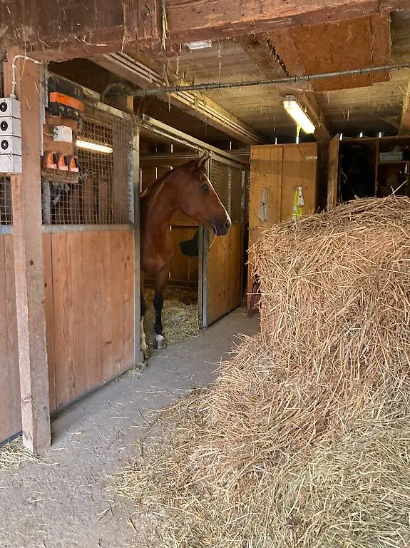 Pferdebox zu vermieten