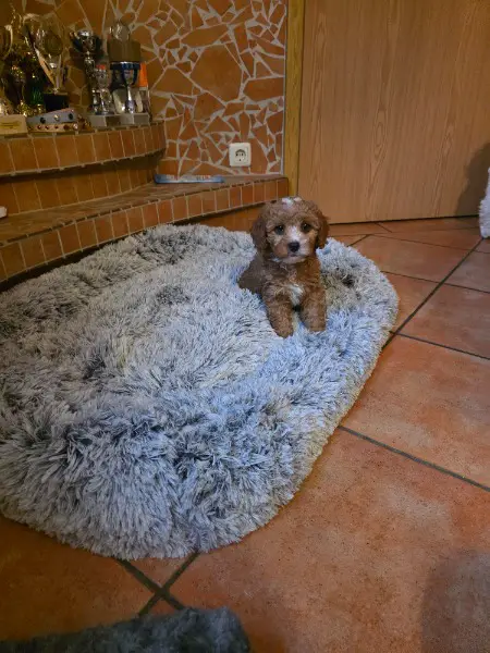 Zuckersüsse Cavapoo"s