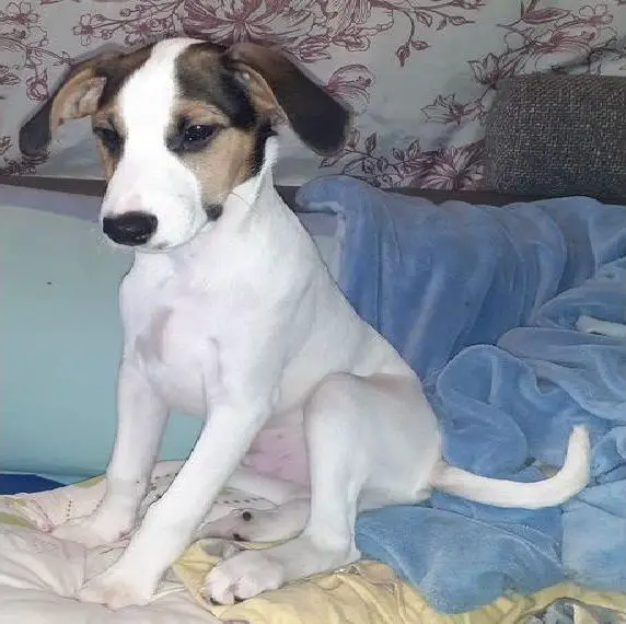 Parson Jack Russell Welpen