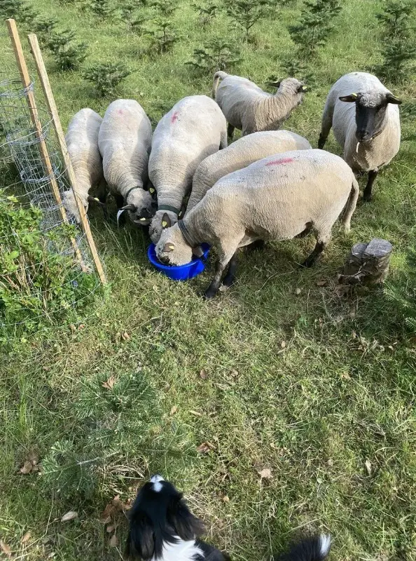 Weideland /Pachtland GESUCHT für Schafherde, ZH-Oberland