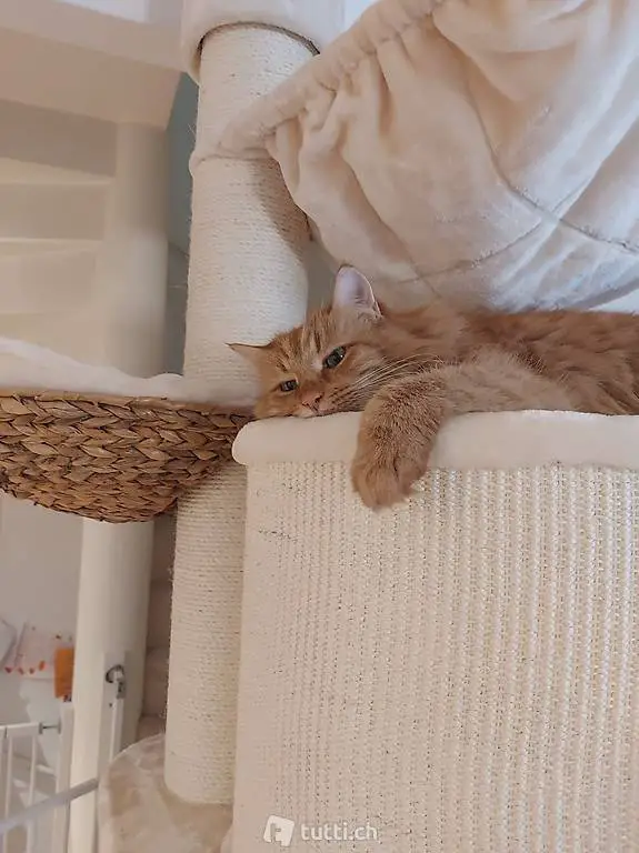  Massiver Katzenbaum Kratzbaum XXL grosse Katzen Körbe