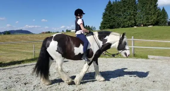 Reitstunden für Kinder in Egg bei Einsiedeln SZ