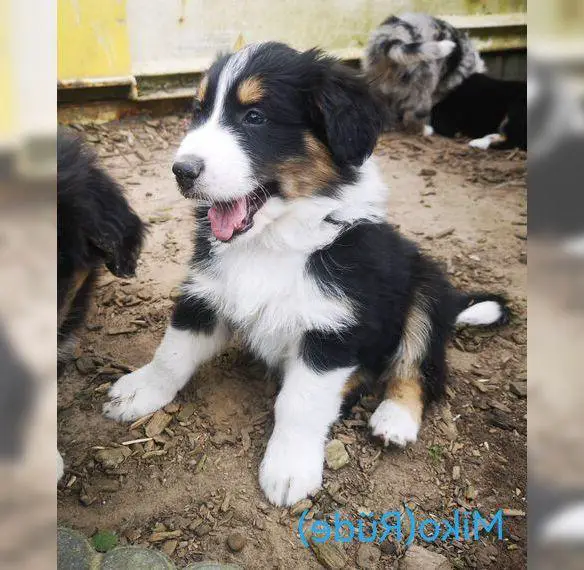 Australian Shepherd Fellmäuse
