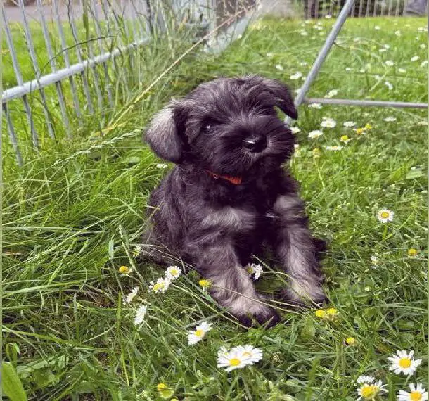 Zwergschnauzer Welpen pfeffer-salz