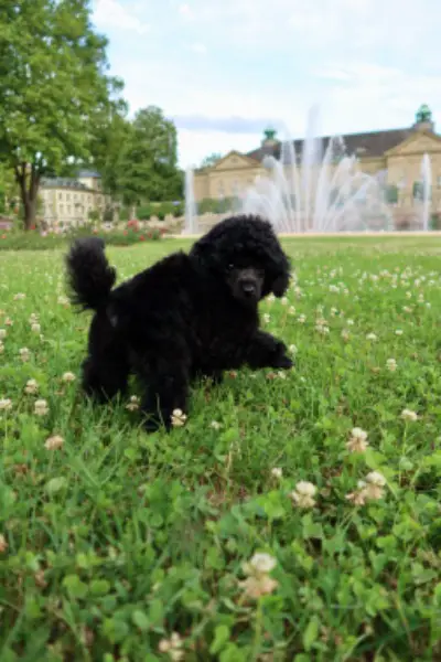 Toypudel Welpen DPK/VDH/FCI