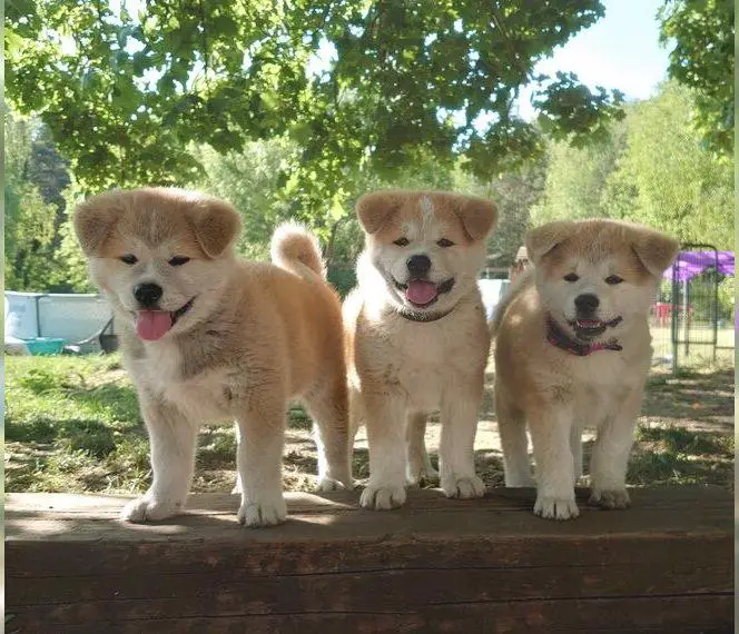 Akita Inu Welpen