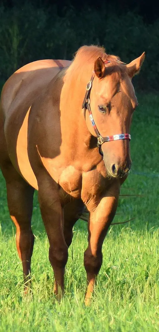 Pflegebeteiligung Möglichkeit an weltbestem Quarter Horse