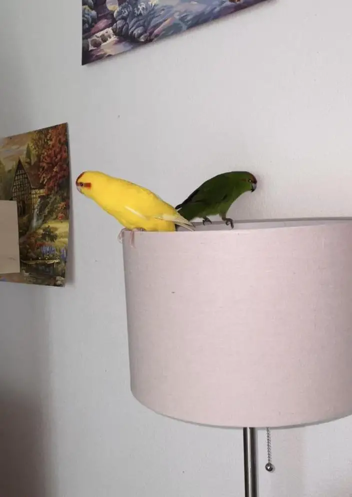 Ziegensittiche Paar zu verkaufen