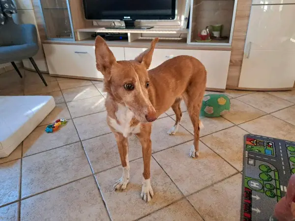 BECKY Podenca Podenco Hündin Tierschutz Hund