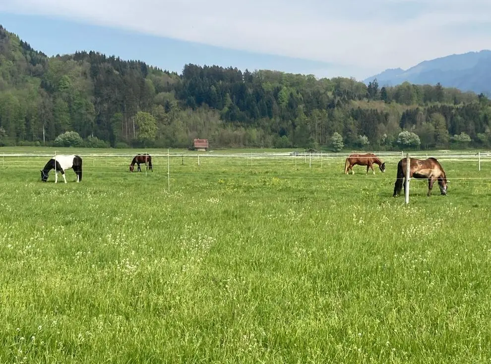 Pferdestall Benken SG sucht Aushilfe