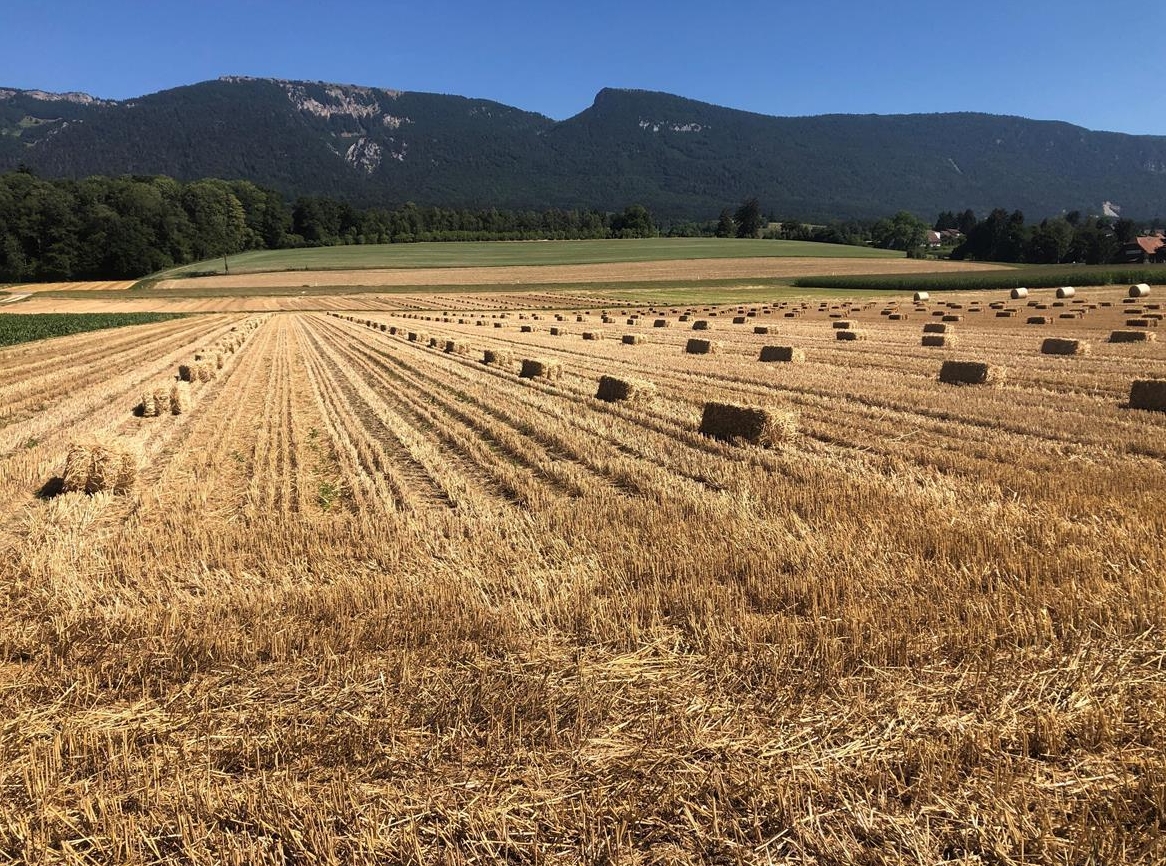 Jetzt reservieren: Stroh in Kleinballen ab Feld