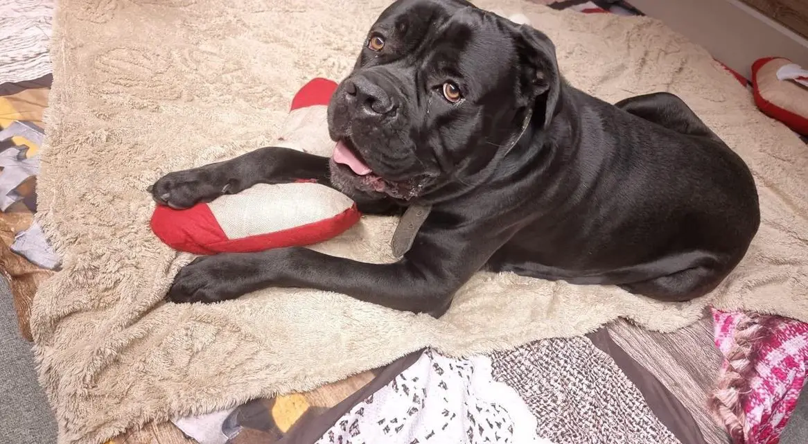 Reinrassiger Cane Corso Rüde sucht ein Zuhause