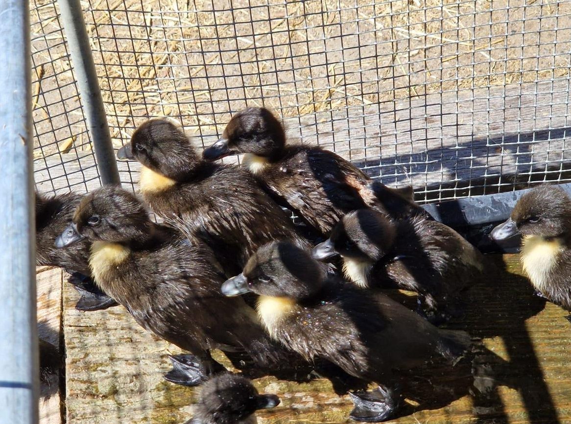 Junge Pommernenten Küken zu verkaufen
