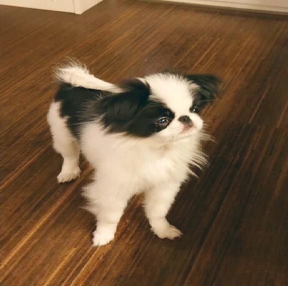 Japan Chin Welpen - kleine Hunderasse