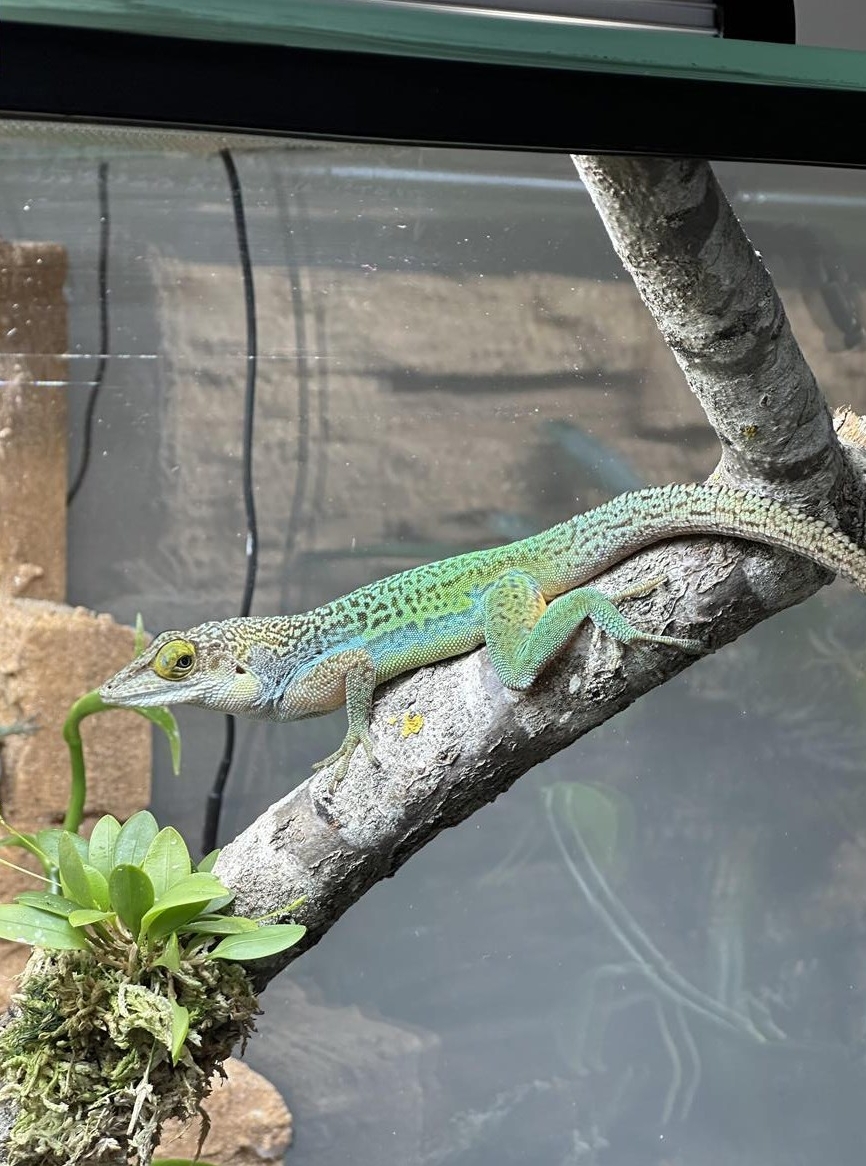 Anolis leachii 1.1 aus CH Nachzucht