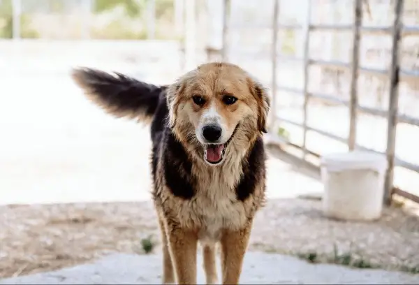 Stella: Mischlingshündin, ca. 4,1 Jahre z.zt. in Griechenland