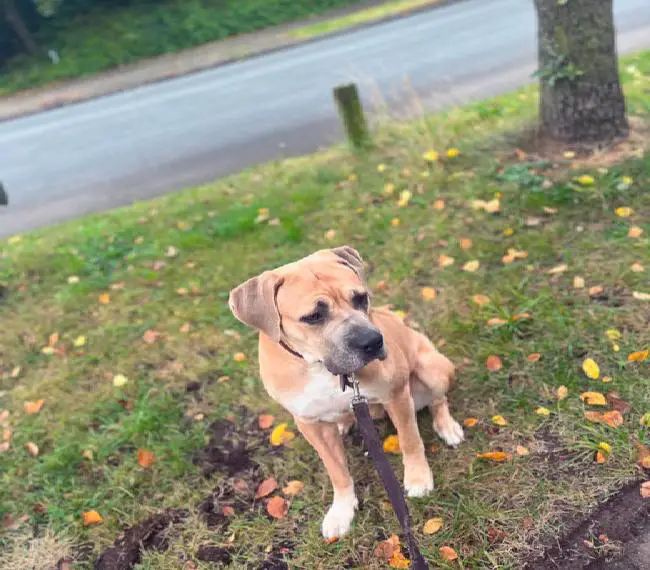 Cane Corso Welpen Reinrassig