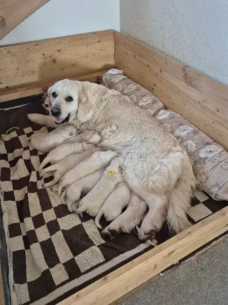 Golden Retriever Welpen aus schweizer Zucht zu verkaufen