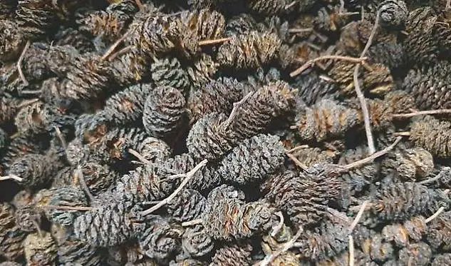 Erlenzapfen 200 Gramm, NEU/OVP