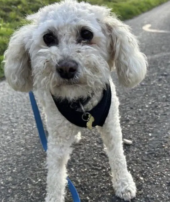 Rüstiger kleiner "herziger" Pudelmix sucht ein Zuhause