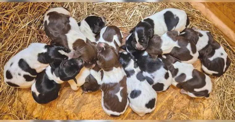 *alle reserviert* Deutsch Drahthaar Welpen