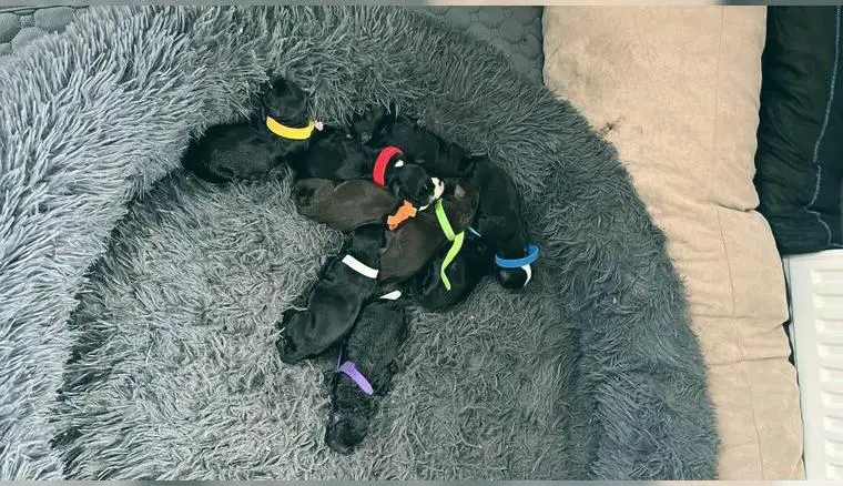 Welpen portugiesischer Wasserhund