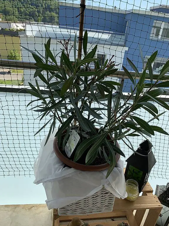 Oleander/Blumenbeet mit Inhalt