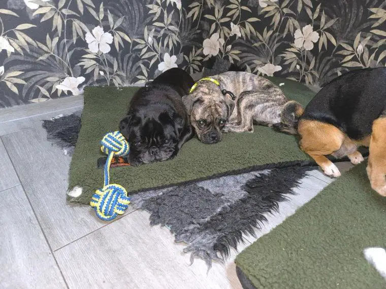 Noch 1 Wunderschöner und gesunder Retromops Welpen sucht bald neues Zuhause