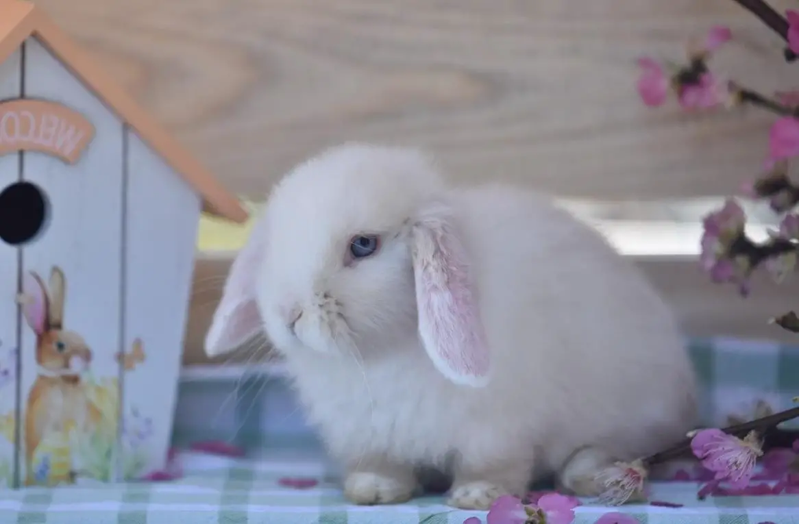 Minilop / Zwergwidder Babys suchen ein Zuhause