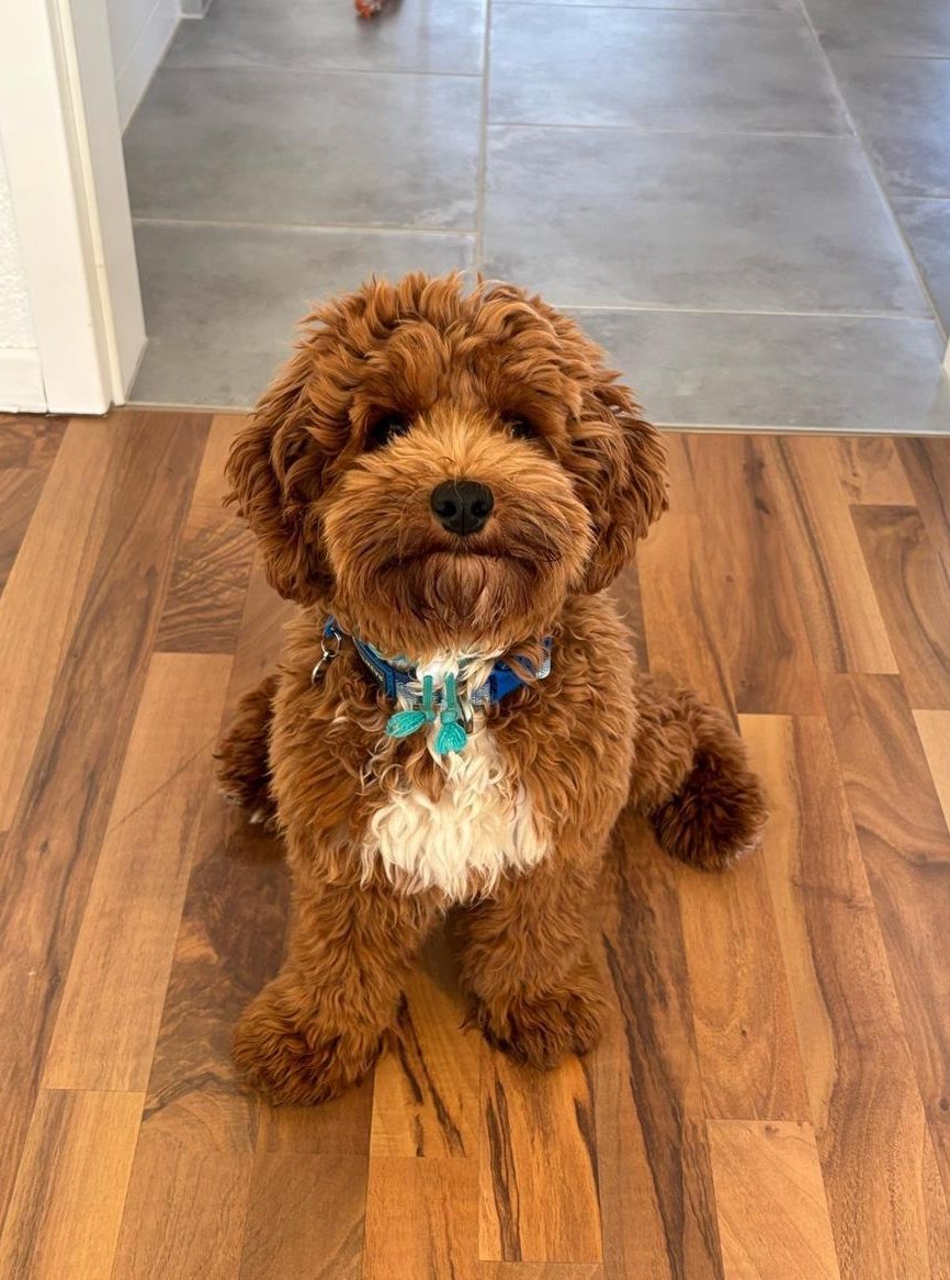 Junge Havapoo Welpen zu verkaufen