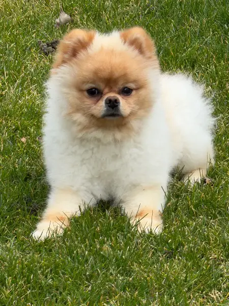Pomeranian / Zwergspitz