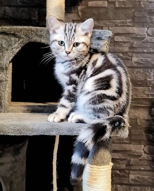 Liebe American Shorthair Kater