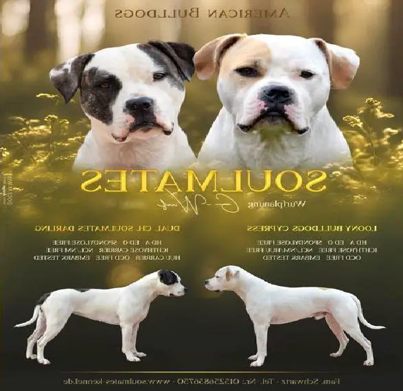 2 Rüden suchen noch ihre Familie