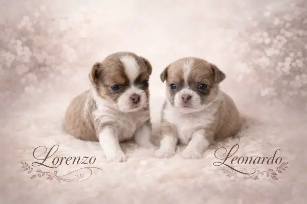 Traumhafter Chihuahua Welpe mit Stammbaum
