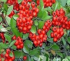 Feuerdorn - langjähriger Schmuck