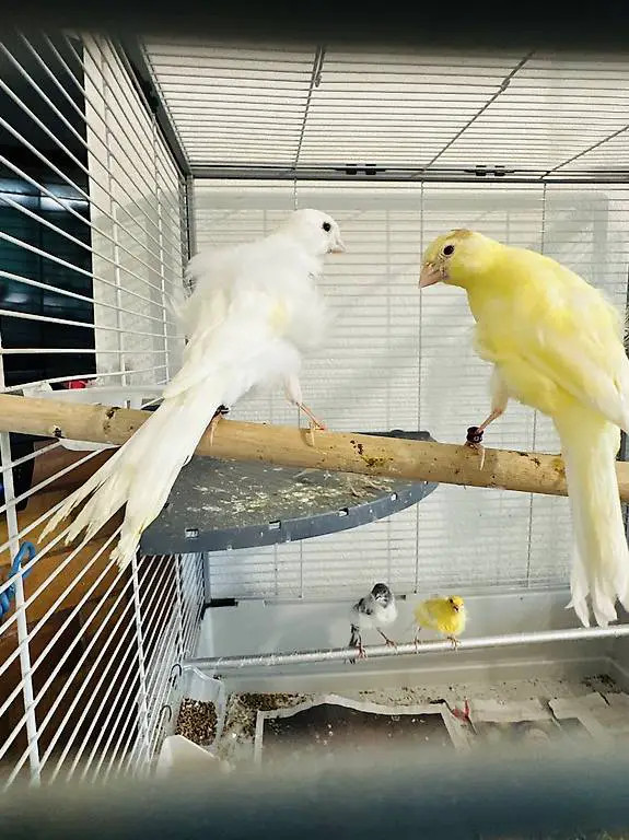 Kanarienvögel zu verkaufen - 90 Franken pro Stück