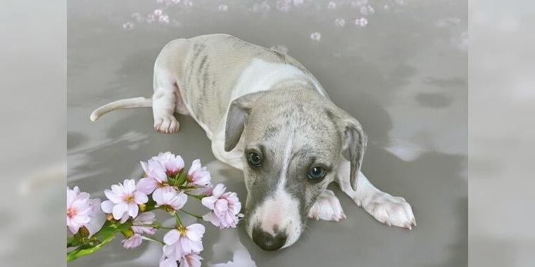 2 wunderschöne Whippet Welpen Rüden suchen noch ihr passendes zu Hause
