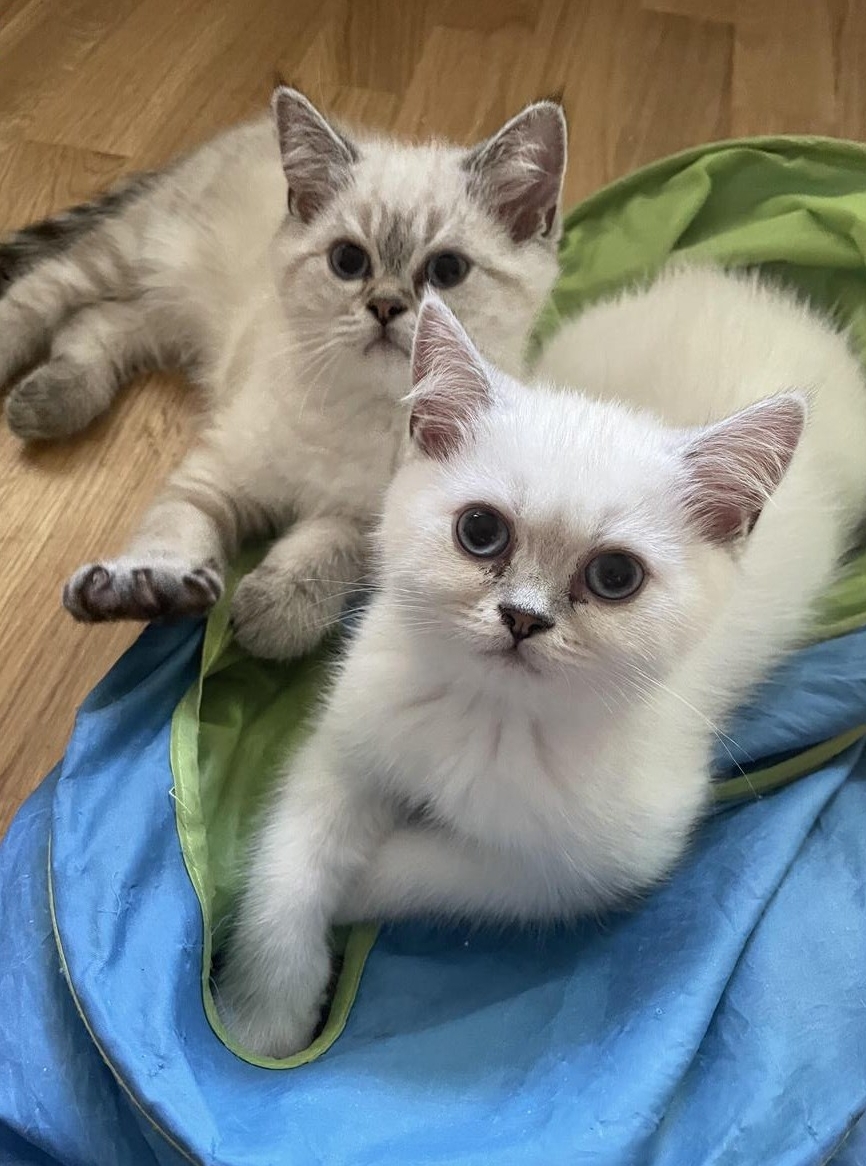 Britisch Kurzhaar Katerchen sucht Zuhause mit Freigang