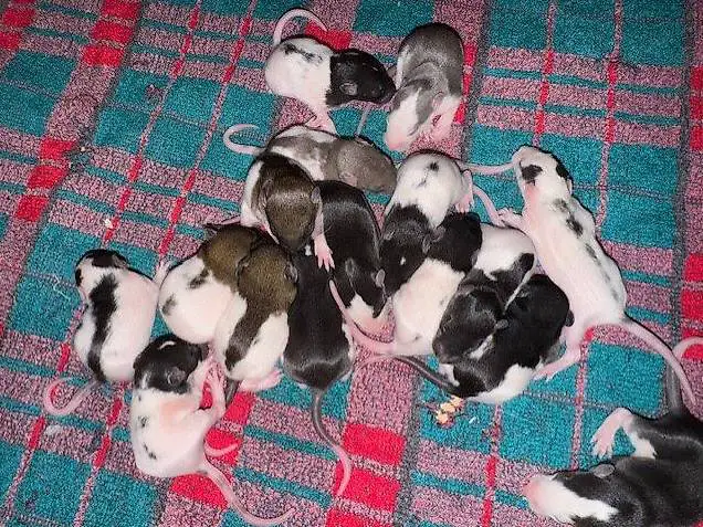 Junge Ratten m & w suchen ein liebevolles Zuhause