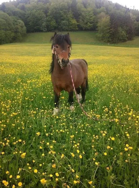 Shetty Deckhengst, schöner Behang, vererbt Scheckung