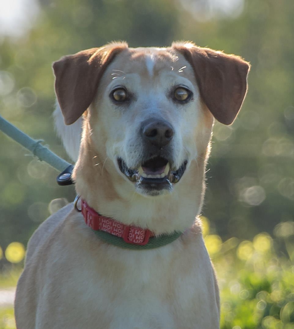 Mischlingsrüde Lord, ein toller Kumpel