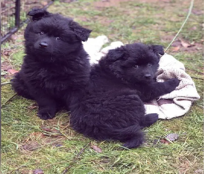 Grossspitz aus liebevoller Hobbyzucht - ein Junge und ein Mädchen suchen einen neuen Wirkungskreis