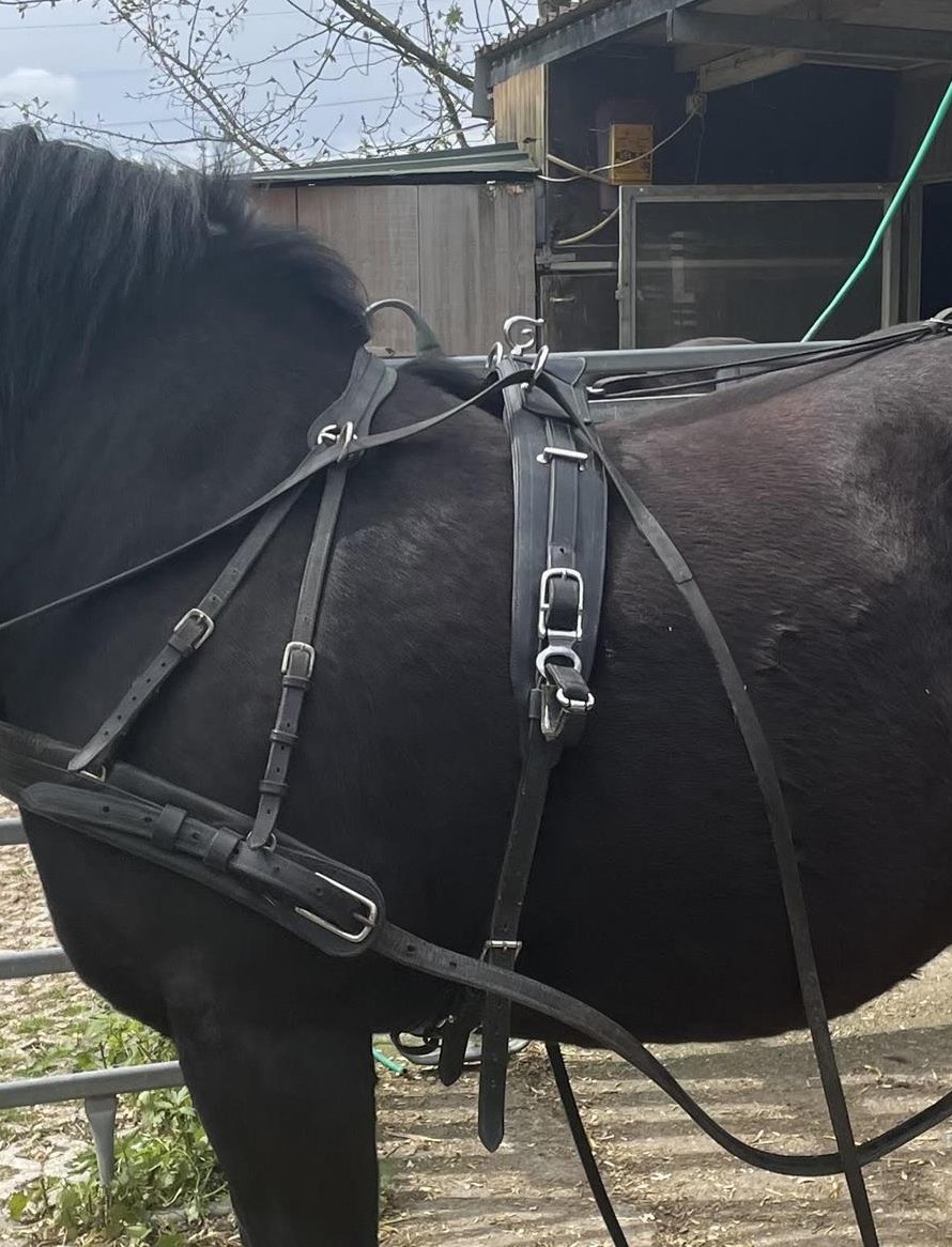 Gebrauchtes Brustblattgeschirr für Kaltblut