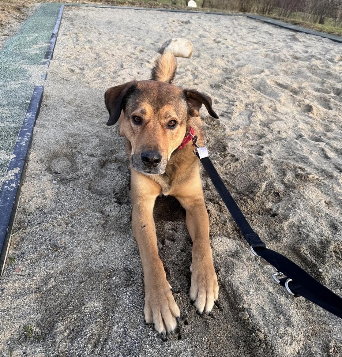 Labrador Mischlingsrüde, sehr lieb und anhänglich