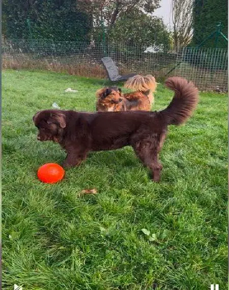 Wurfankündigung Neufundländer braun