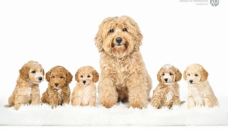 Schnoodle Welpen Planung Zwergschnauzer x Zwergpudel Doodle Minidoodle