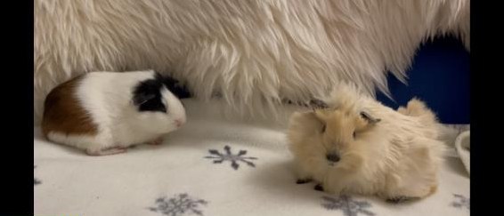 Erzieher Meerschweinchen gesucht aus seriöser Zucht mind. 1-jährig