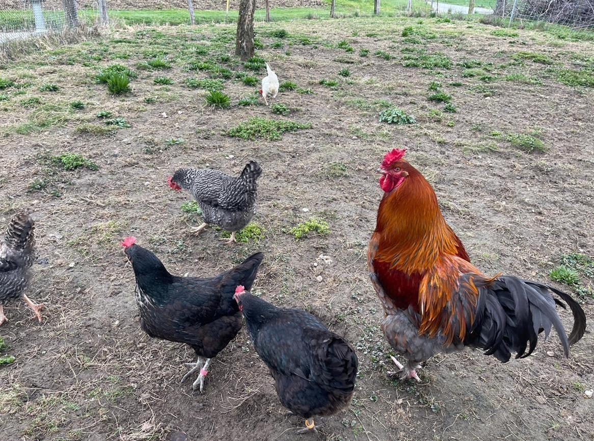 Brahma Hahn gratis abzugeben