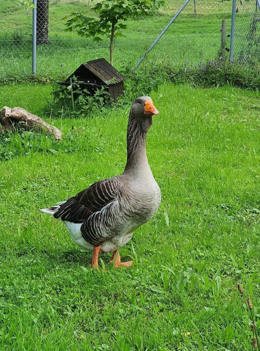 Graugänse Paar, 1 Ganter und 1 Gans
