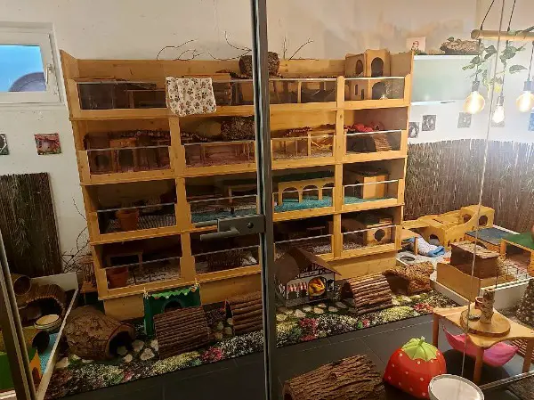 Meerschweinchen Ferienparadies